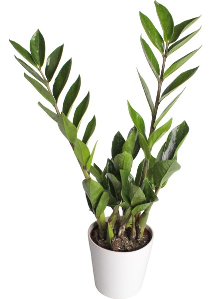 Zeze Çiçeği - Zamia Zamiifolia Beyaz Nora