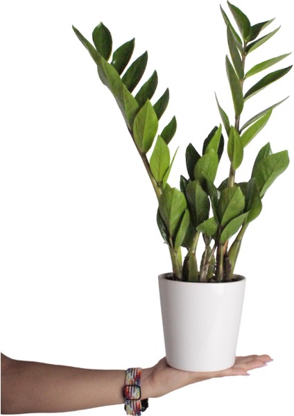 Zeze Çiçeği - Zamia Zamiifolia Beyaz Nora modelleri