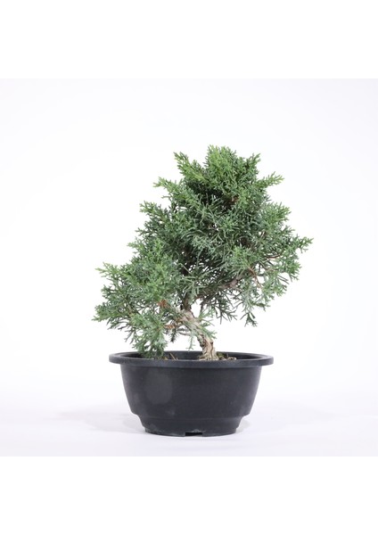 Yuvarlak Bonsai Saksısı - Siyah (16 Cm)