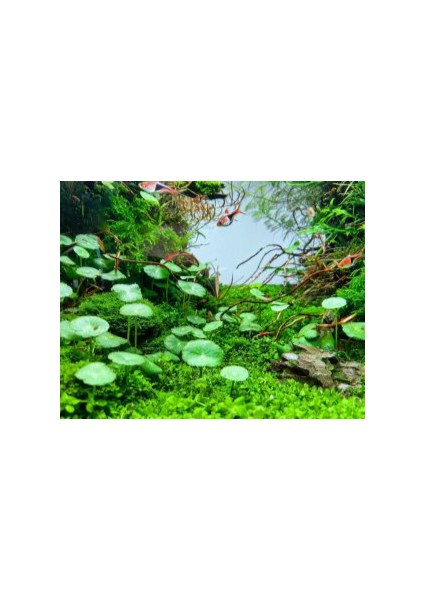 Özden Aquatics 1 Saksı Hydrocotyle Verticillata Canlı Akvaryum Bitkisi