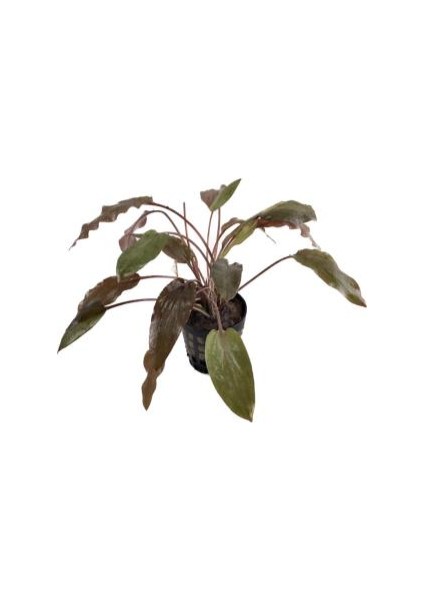 1 Saksı Cryptocoryne Wendtii Brown Canlı Akvaryum Bitkisi