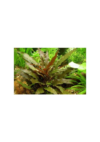 1 Saksı Cryptocoryne Wendtii Brown Canlı Akvaryum Bitkisi fiyatları