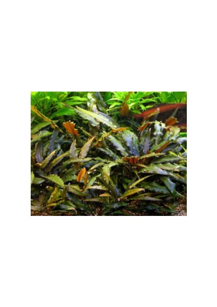 1 Saksı Cryptocoryne Wendtii Brown Canlı Akvaryum Bitkisi modelleri