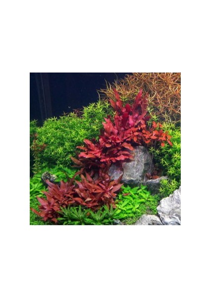 Özden Aquatics 1 Saksı Alternanthera Reineckii Mini Canlı Akvaryum Bitkisi