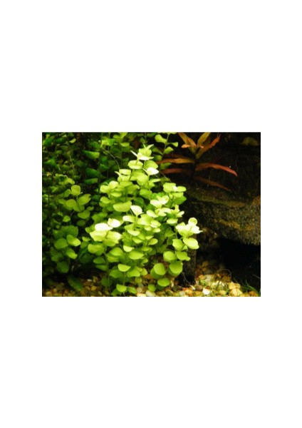 Özden Aquatics 1 Saksı Lysimachia Nummularia (Kokulu Nummularya) Canlı Akvaryum Bitkisi