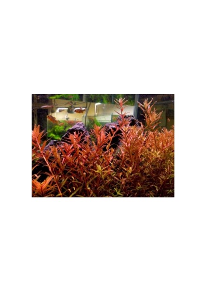 Özden Aquatics 1 Saksı Rotala Indica Red Canlı Akvaryum Bitkisi