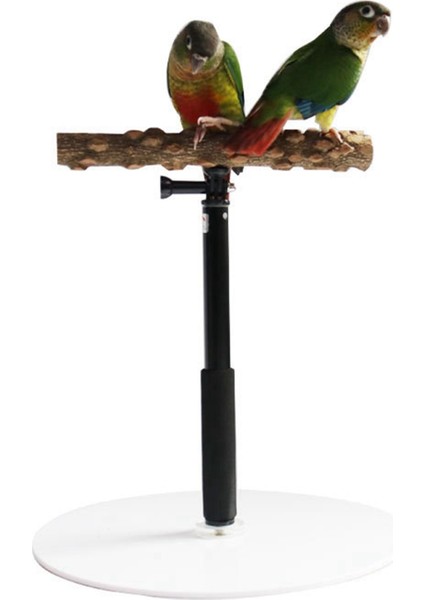 Ahşap T Standı Finch Conures Için Papağan Eğ Ahır Kuş (Yurt Dışından) indirimleri