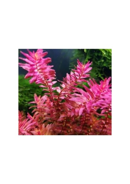 Özden Aquatics 1 Saksı Rotala Macrandra Mini Pink Canlı Akvaryum Bitkisi