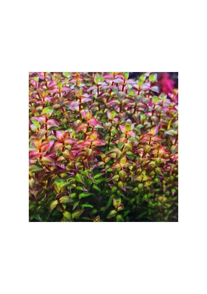 Özden Aquatics 1 Saksı Rotala Macrandra Mini Pink Canlı Akvaryum Bitkisi