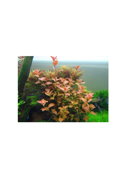 Özden Aquatics 1 Saksı Ludwigia Ovalis (Gül) Canlı Akvaryum Bitkisi