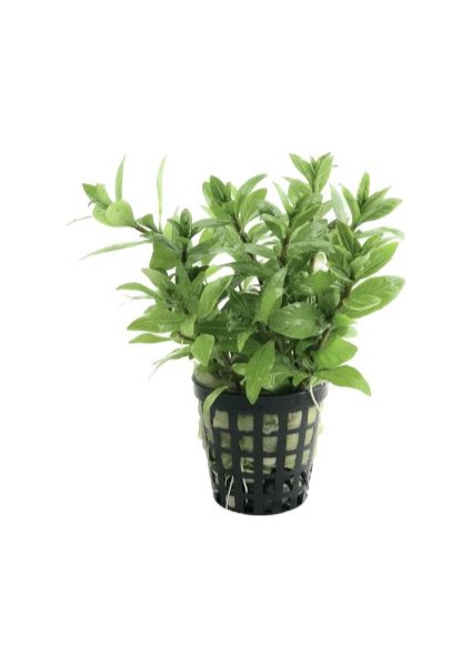 Özden Aquatics 1 Saksı Hygrophila Polysperma Ceylon (Zeytin) Canlı Akvaryum Bitkisi