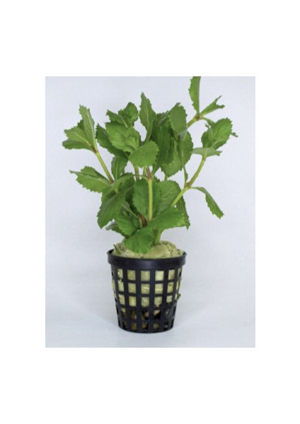 1 Saksı Hygrophila Difformis (Çınar)