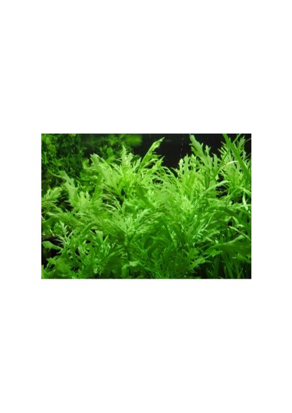 1 Saksı Hygrophila Difformis (Çınar) fiyatları