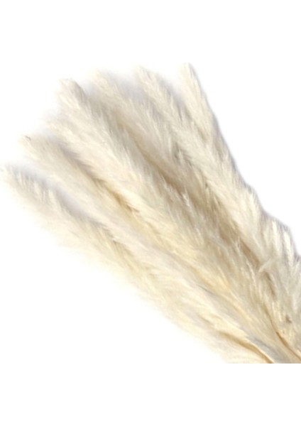 Kurutulmuş Pampas Çim Buket Kamış Çiçek Aranjmanı Boho 15 (Yurt Dışından) fırsatları