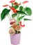Antoryum - Anthurium Lila Nora 1