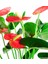 Antoryum - Anthurium Lila Nora 2