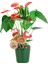 Antoryum - Anthurium Yeşil Nora 1