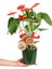 Antoryum - Anthurium Yeşil Nora 3
