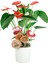 Antoryum - Anthurium Beyaz Nora 1