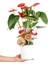 Antoryum - Anthurium Beyaz Nora 3
