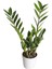 Zeze Çiçeği - Zamia Zamiifolia Beyaz Nora 1