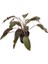 1 Saksı Cryptocoryne Wendtii Brown Canlı Akvaryum Bitkisi 1