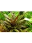 1 Saksı Cryptocoryne Wendtii Brown Canlı Akvaryum Bitkisi 2