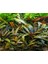 1 Saksı Cryptocoryne Wendtii Brown Canlı Akvaryum Bitkisi 3