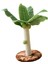 Kapalı Içinırmığı Ağacıırmığı 25CM (Yurt Dışından) 4