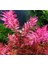 Özden Aquatics 1 Saksı Rotala Macrandra Mini Pink Canlı Akvaryum Bitkisi 2