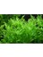 1 Saksı Hygrophila Difformis (Çınar) 2