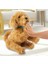 MYJ00101 My Fuzzie Friends Sevimli Labrador Moji - 18207 4