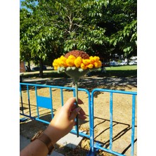 Ponçik Atölyem Ayçiçeğibebek