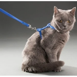 No Name Kedi Boyun ve Göğüs Tasması