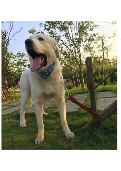Köpek Kısa Zincir Tasma Patlama Korumalı Büyük Köpek Kurşun Pu Deri Kolu Büyük Köpek Tasmalar Bahar Tampon Metal Pet Traction | Tasmalar (Kahverengi) (Yurt Dışından) modelleri