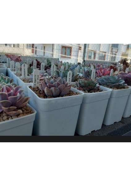 Bitki Etiketi - Fidan Etiketi - Fide Tanıma Etiketi modelleri