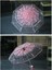 Kiraz Çiçeği Şeffaf Şeffaf Yağmur Şemsiye Kadın Oto Parasol Şemsiye (Pembe) (Yurt Dışından) 2