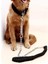 130 cm Süper Güçlü Naylon Köpek Tasma Ordu Yeşil Tuval Çift Sıra Ayarlanabilir Köpek Yaka Orta Büyük Köpekler Için Bahar Tampon | Tasmalar (Siyah) (Yurt Dışından) 4