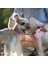 Otomatik Geri Çekilebilir Köpek Tasma Ayarlanabilir Pet Yürüyüş Eğitim E-Pet Dogdog Aksesuarları Için Çekiş Halatı Tasma Uzanması Naylon | Tasmalar (Yurt Dışından) 2