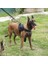Bungee Köpek Tasma 2 Kolu Kedi Köpek Pet Tasma Elastik Talepler Halat Taktik Köpek Eğitimi Alman Çoban Büyük Köpekler Için Tasmalar | Tasmalar (Siyah) (Yurt Dışından) 2