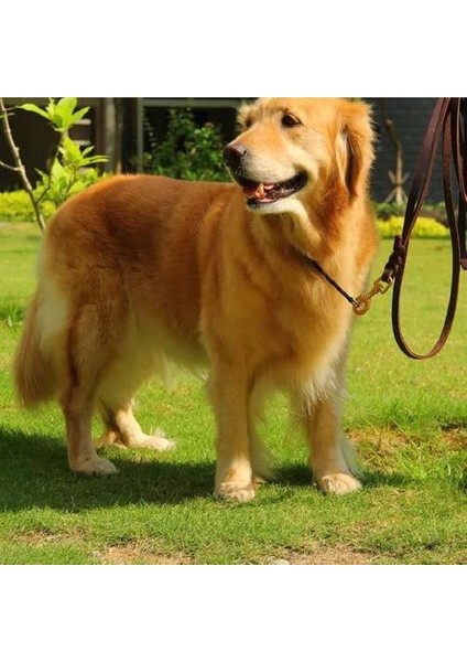 Gerçek Deri Köpek Kurşun Örgülü Büyük Büyük Köpek Tasma Yürüyüş Eğitim Almancası Için Traksiyon Halatı Labrador Husky Köpekler | Tasmalar | Tasmalar (Yurt Dışından) modelleri