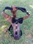 Köpek göğüs tasması hakiki deri kahverengi siyah papyonlu göğüs ölçüsü:30-55cm boyun ölçüsü:25-40cm ayarlamalı dog harness GT1-28K 3