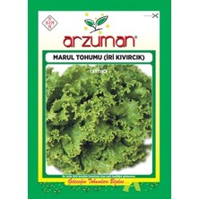 Arzuman Sebze İri Kıvırcık Marul Tohum 10 gr