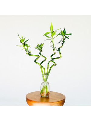 Belce Botanik Şans Bambusu 60 cm Dal  Bambu