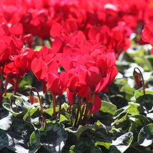 The Best Online Kırmızı Cyclamen Sıklamen Saksıda 2 Adet