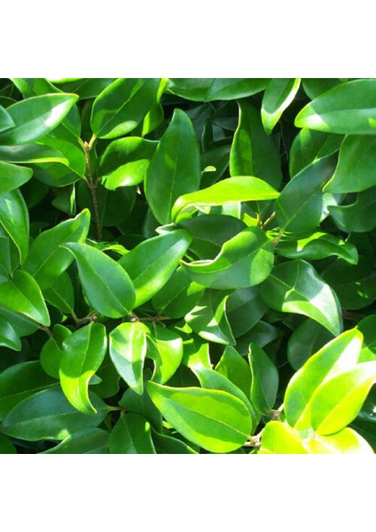 Ligustrum Japonicum Fidesi, Saksıda, 15-30 Cm, 50 Adet