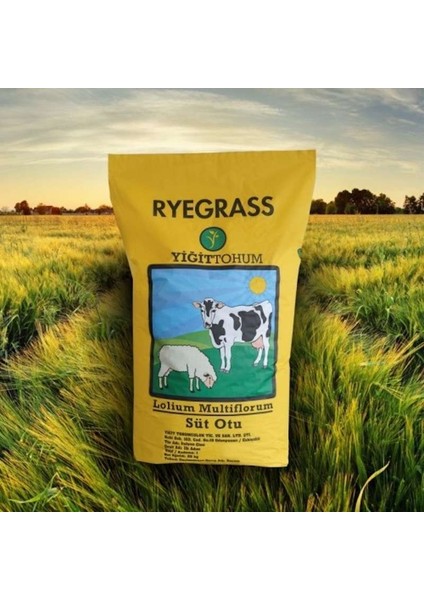 Ryegrass Süt Otu Tohumu 25 Kg