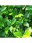 Ligustrum Japonicum Fidesi, Saksıda, 15-30 Cm, 50 Adet 1