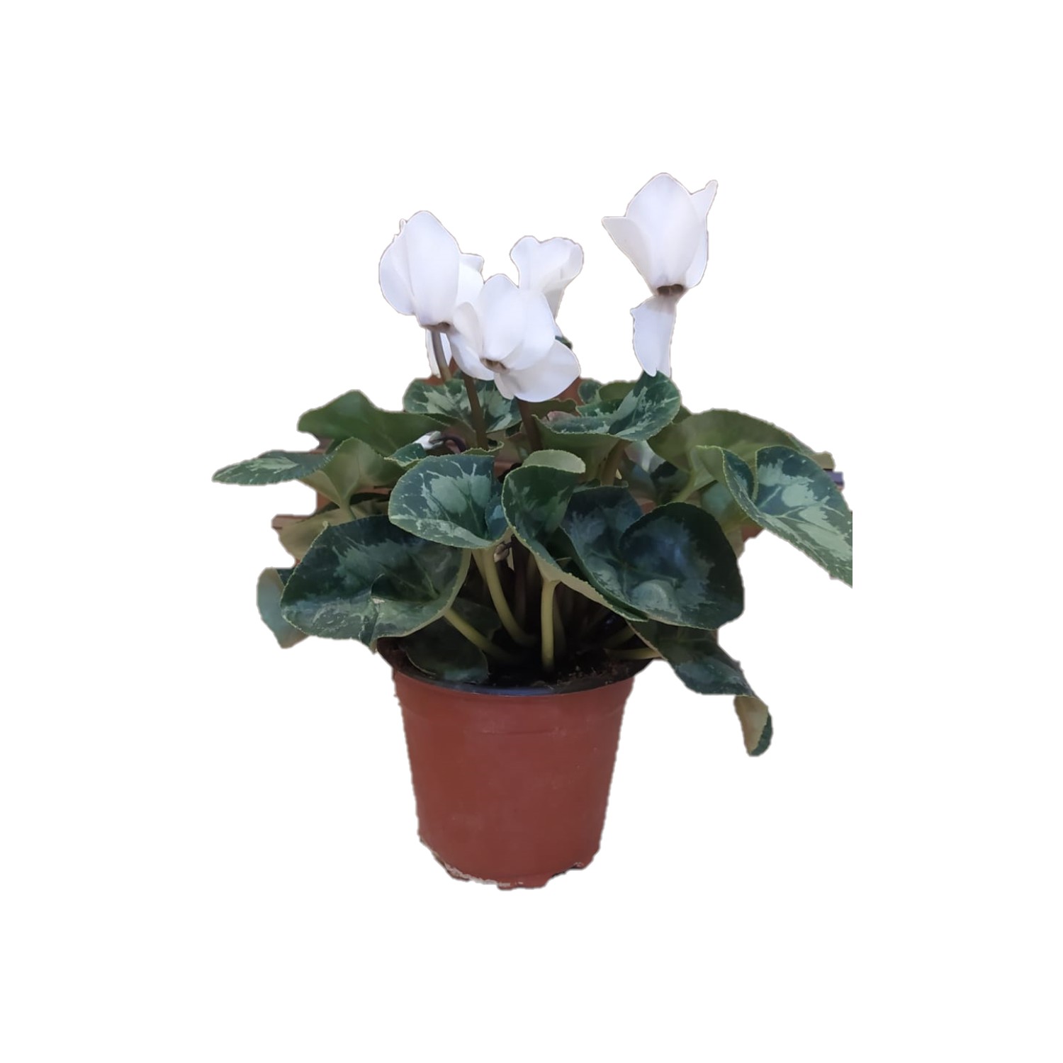 Torubahce Ciclamen Beyaz Çiçeli Cyclamen Cyclamen Spp 12 Fiyatı