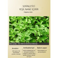 Jomtam Nane ve Aloe Veralı Arındırıcı Nemlendirici Maske 100 gr